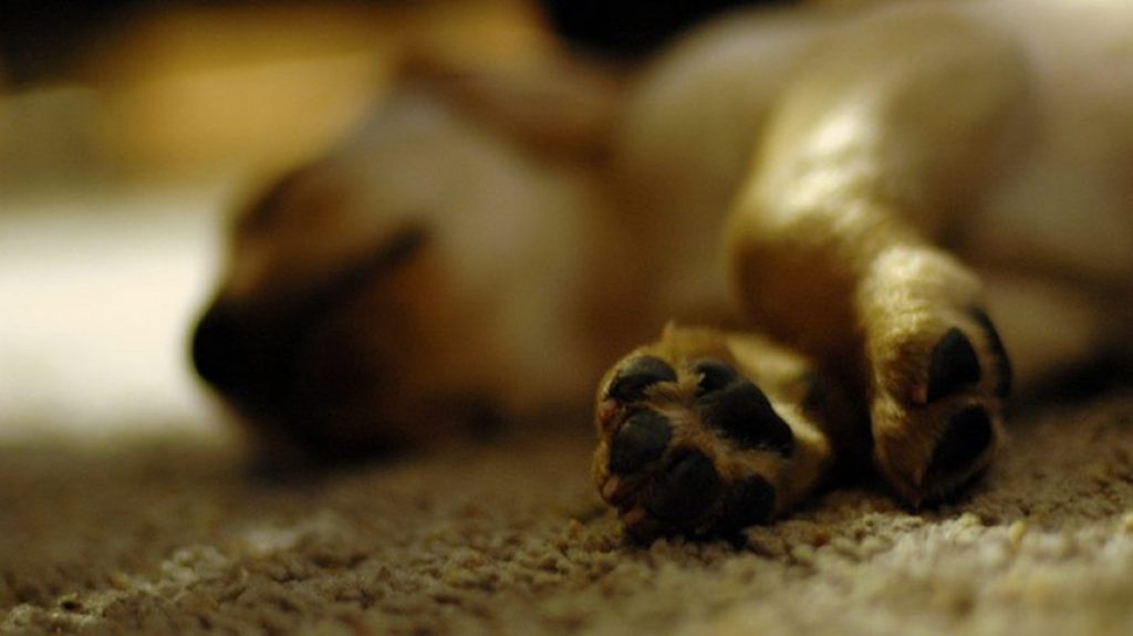 Un grupo de perros fue envenenado en Petorca