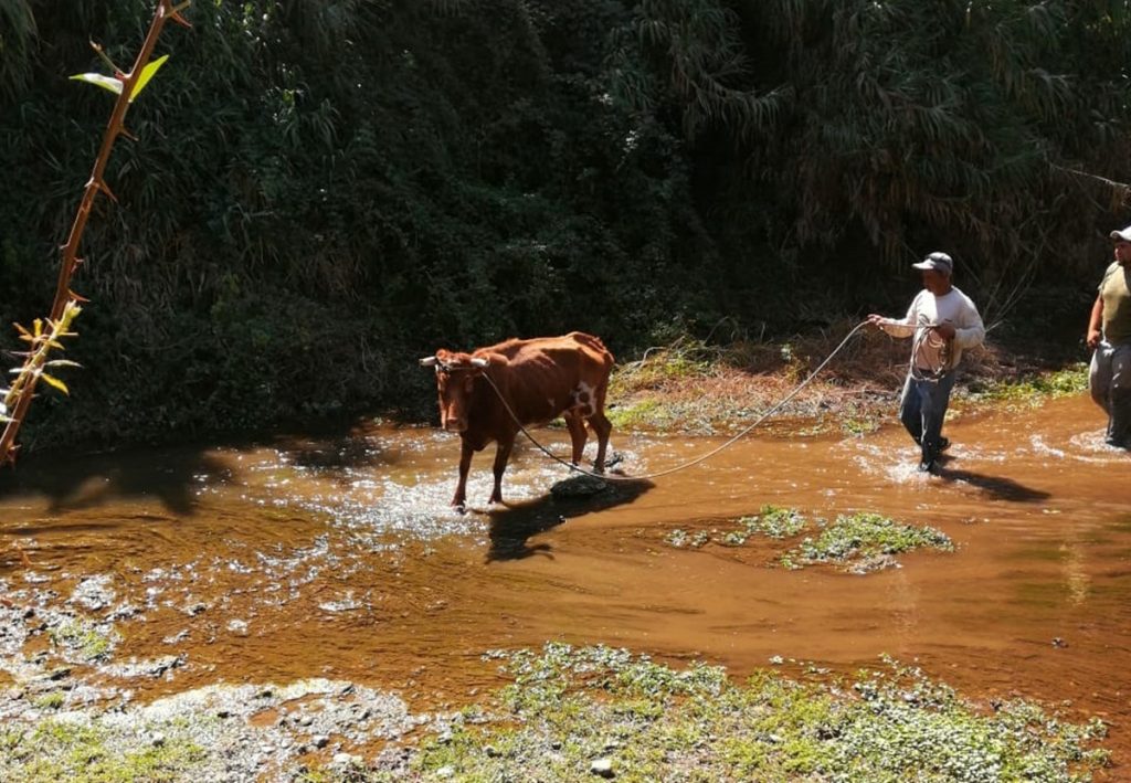 Vaca rescatada de rio