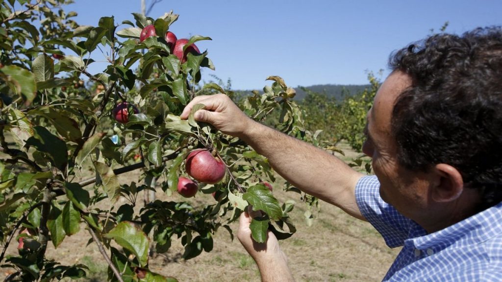 Fruticultivadores podrán postular a beca