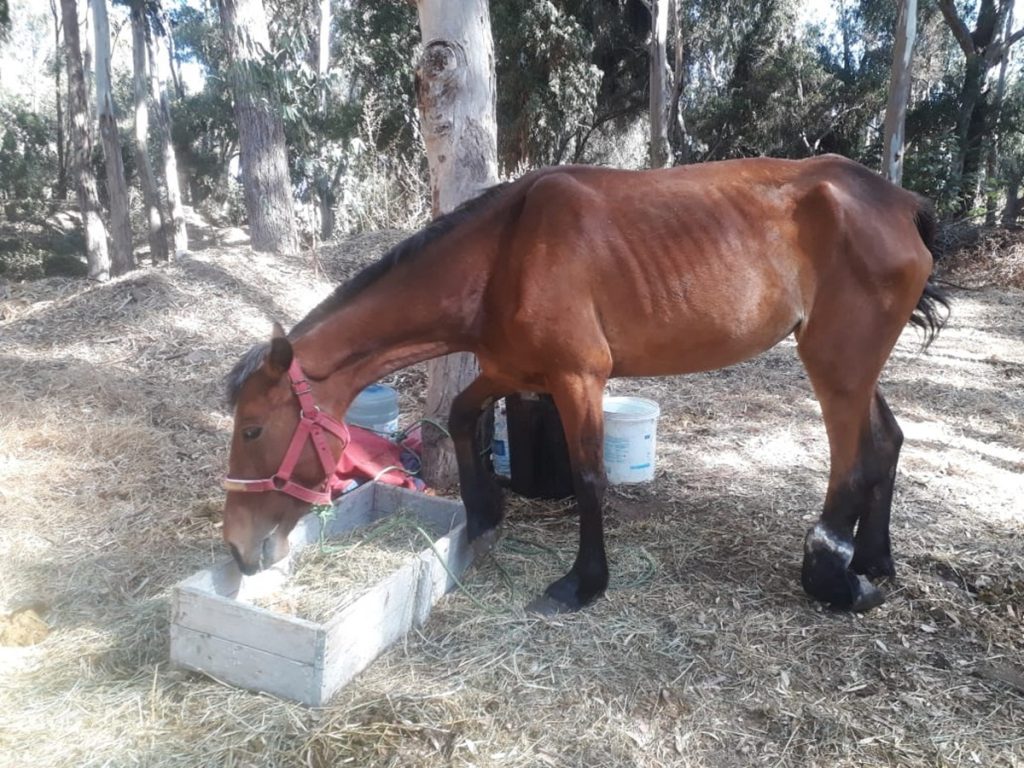 yegua rescatada todavía necesita ayuda