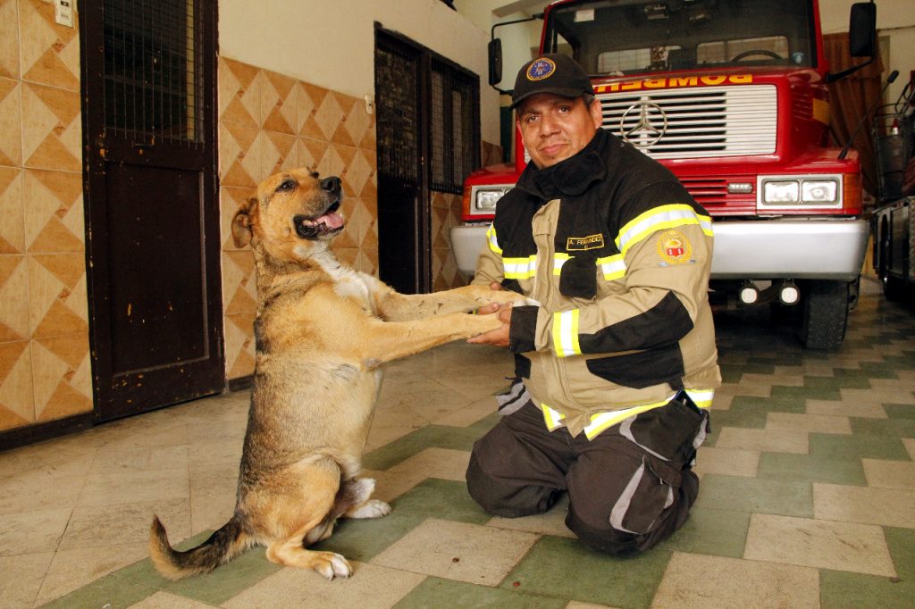 comisario perro bombero quillota