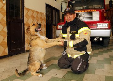 comisario perro bombero quillota