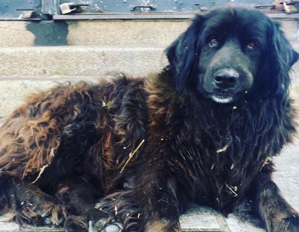 perro pablito valparaiso