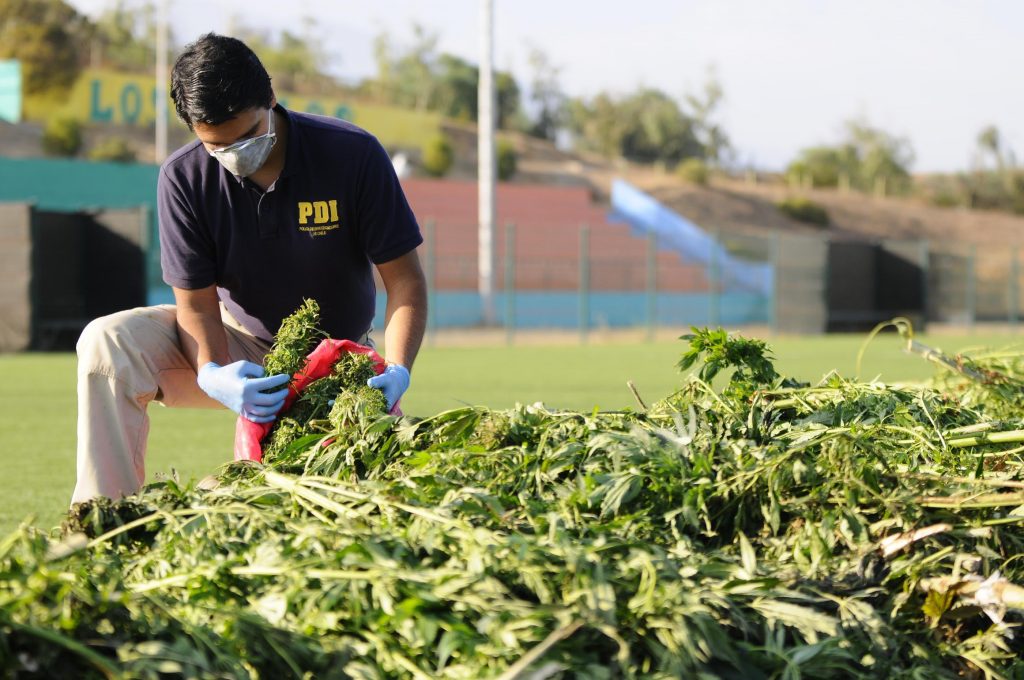 marihuana la ligua