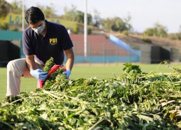 marihuana la ligua