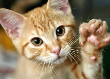 gato coronavirus