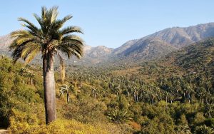 conaf-valpara-so-logr-recategorizaci-n-de-la-palma-chilena-ahora-es