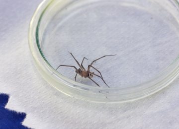 araña de rincon