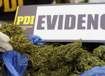 encuentran 20 kilos de marihuana calera