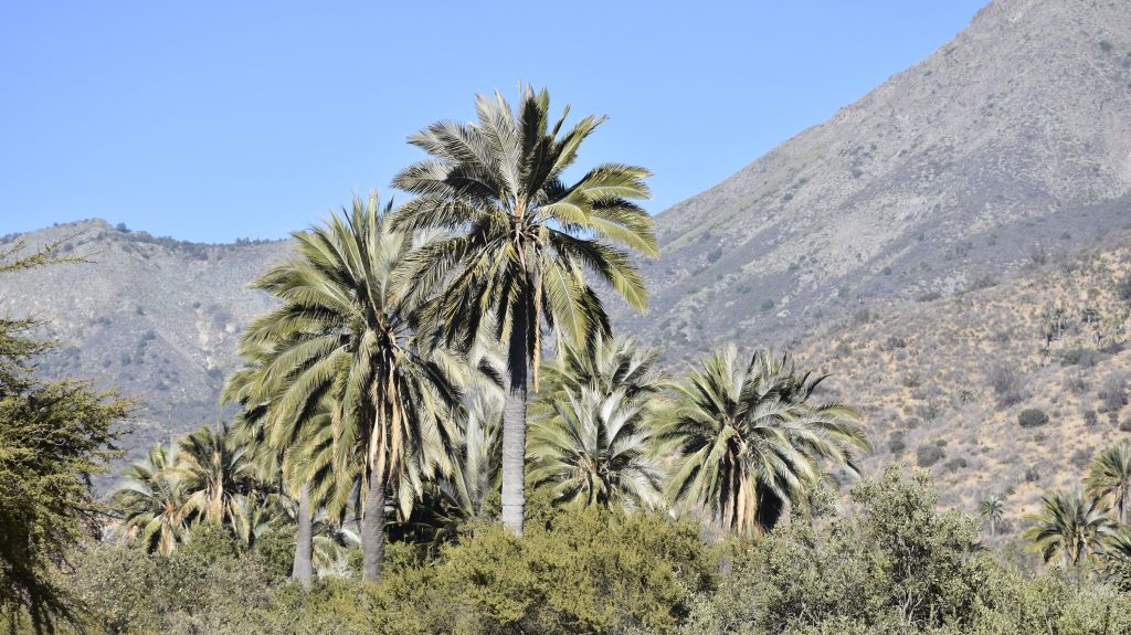 reabren el parque campana ocoa