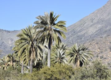 reabren el parque campana ocoa