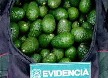 robo palta calera