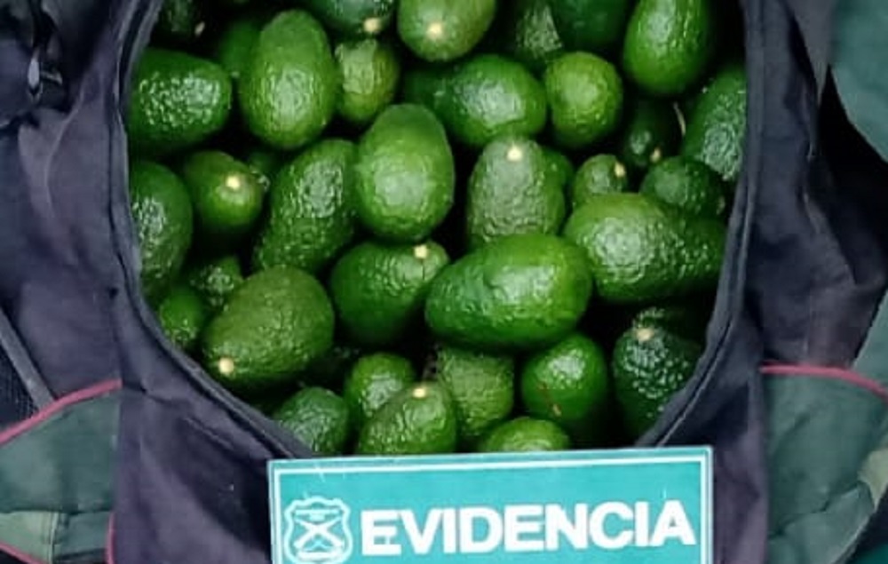 robo palta calera