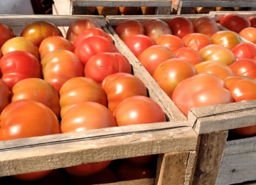 tomates robo quillota