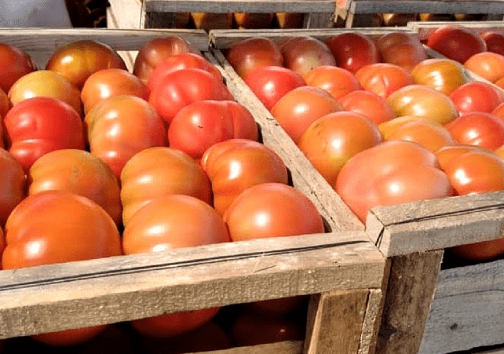 tomates robo quillota