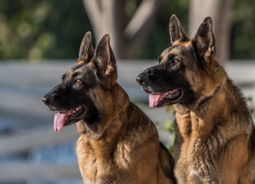 pastor aleman llay llay