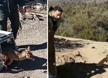 Peuco y zorro hijuelas