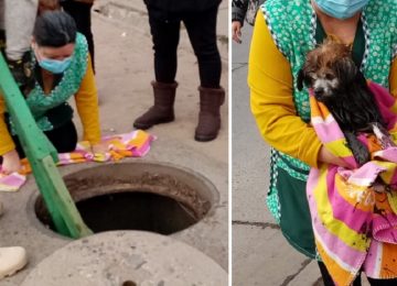 rescate perro quillota