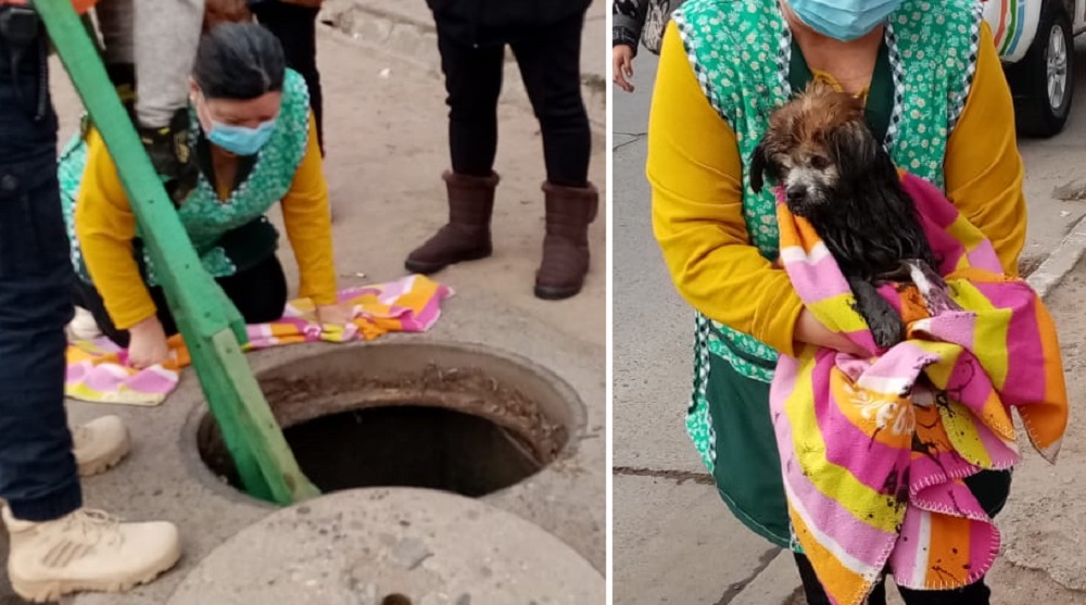 rescate perro quillota