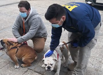 perros robados quilpue