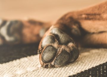 perro envenenado la cruz