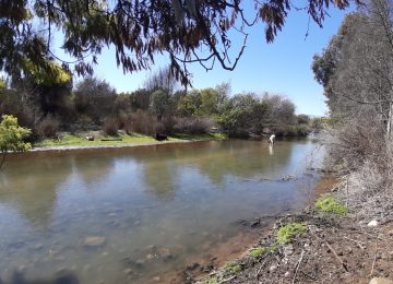 humedal urbano limache