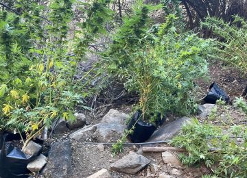 plantacion narcocultivo marihuana Olmué