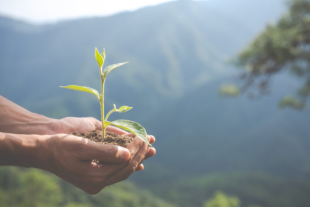 imagen manos con planta