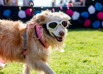 mascotas influencer 1