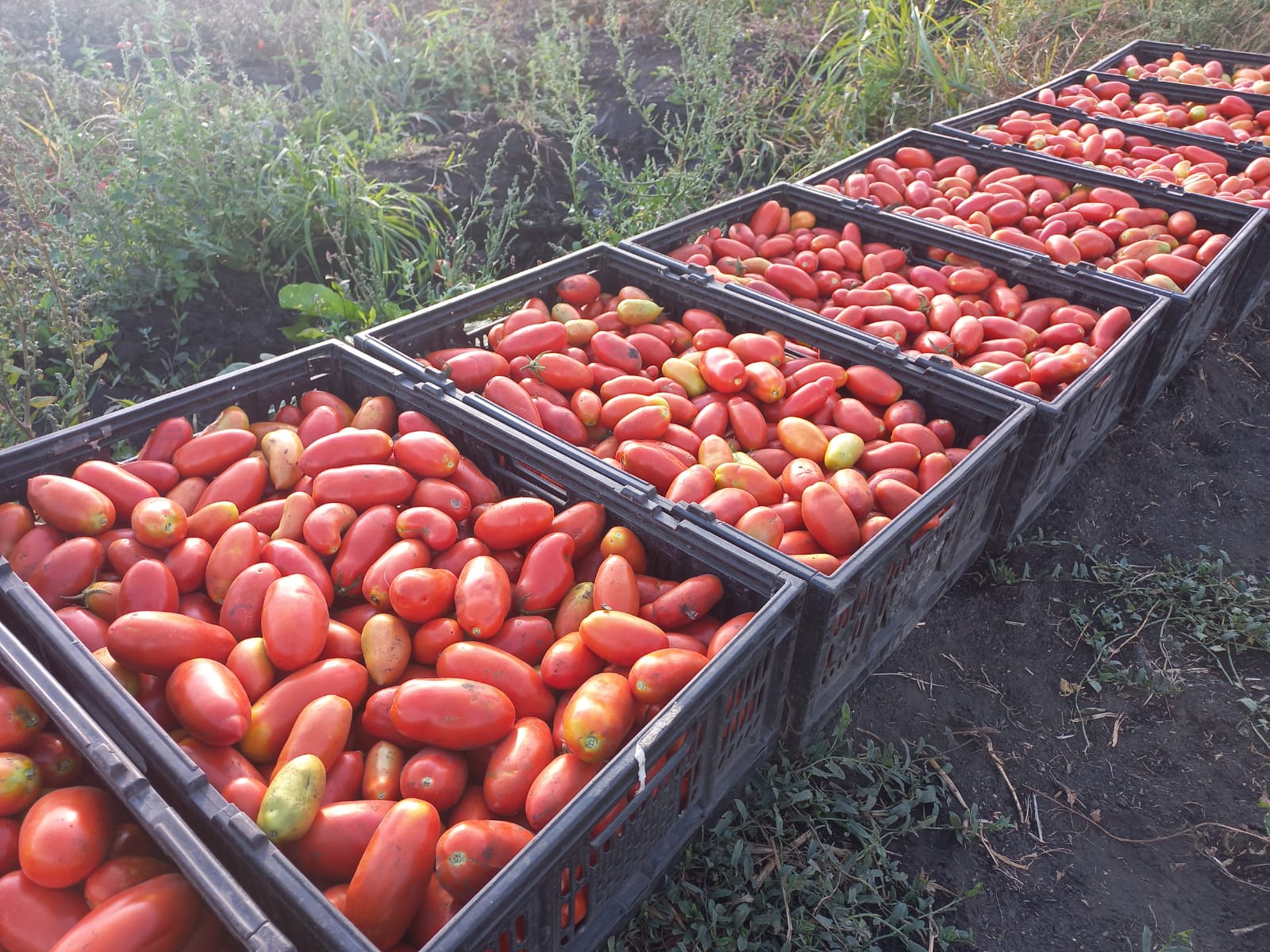 agroecología tomates panquhue Leslie vergara