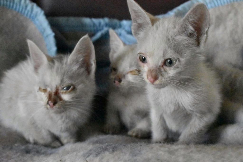 gatitos salvados en quillota (buen estado)2