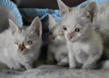gatitos salvados en quillota (buen estado)2