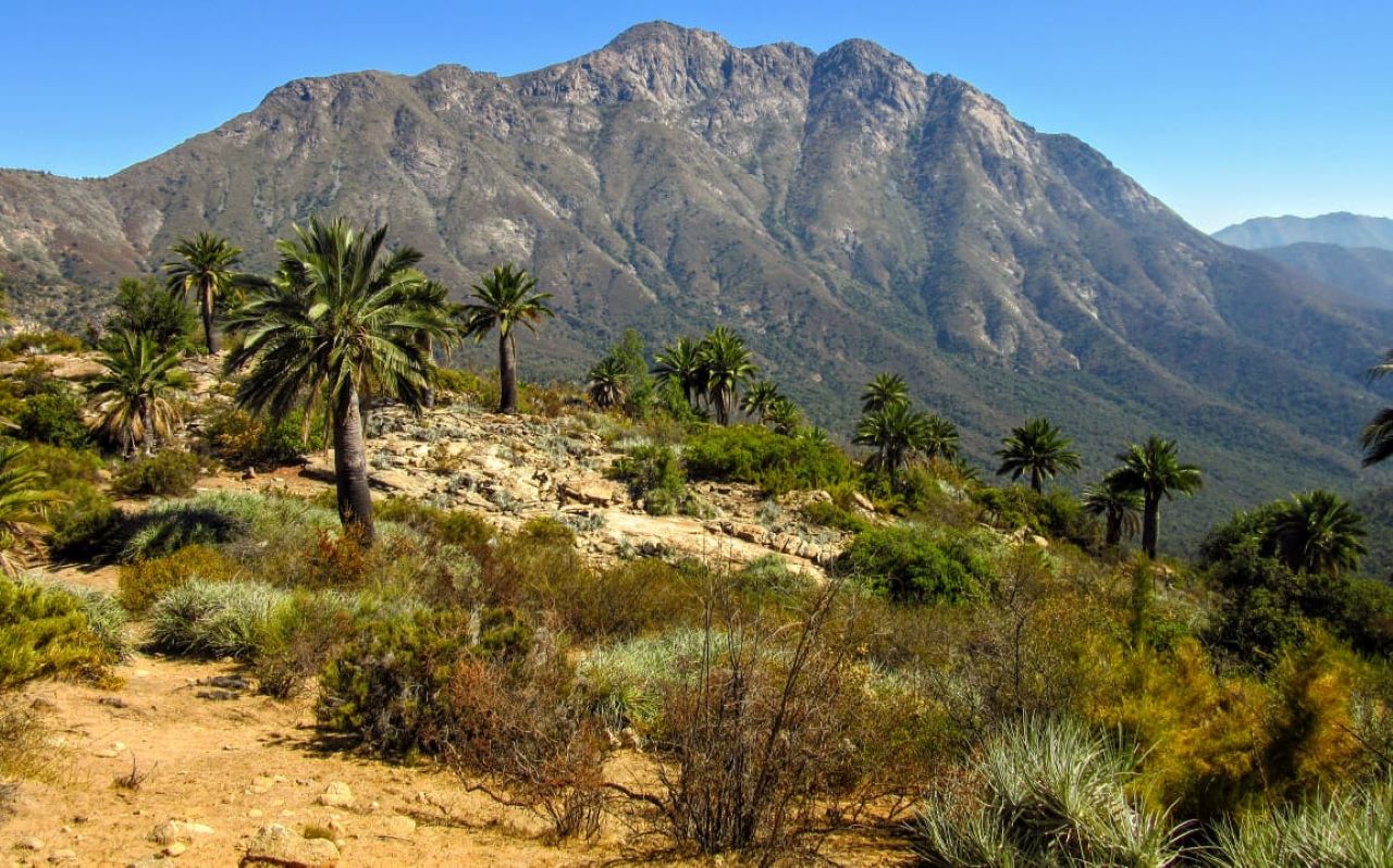 bosque nativo Ocoa parque nacional la campana