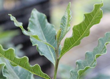 viveros árboles nativos hoja de roble