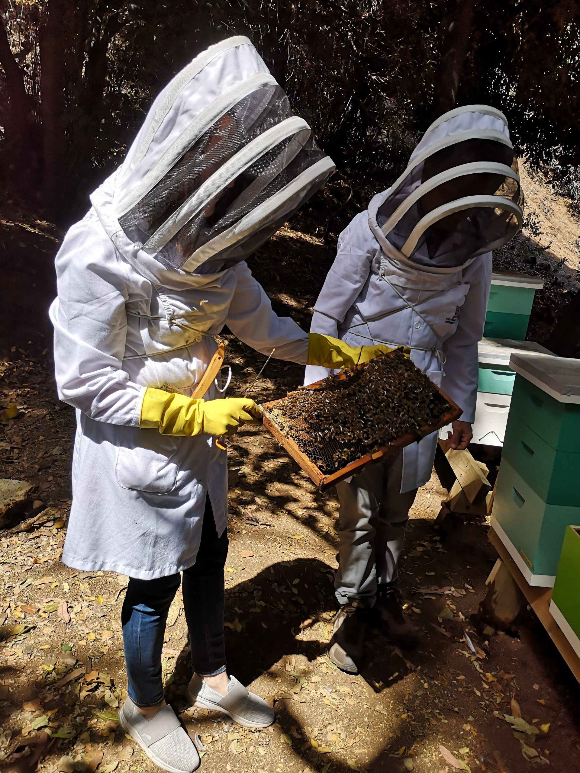 salvar a las abejas apicultora viendo colmena