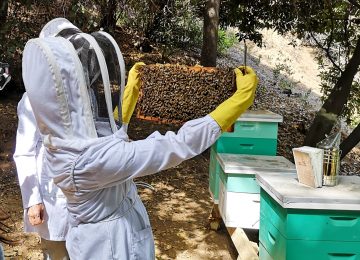 salvar a las abejas, colmena de abejas y apicultora
