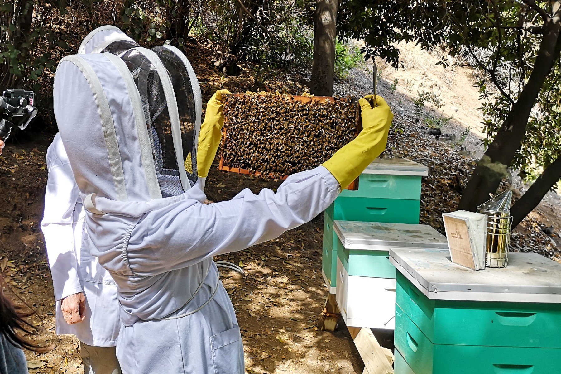 salvar a las abejas, colmena de abejas y apicultora