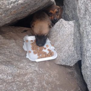 Adepa Pro Animal Quillota alimentó a los animales abandonados en la defensa del río Aconcagua en Quillota