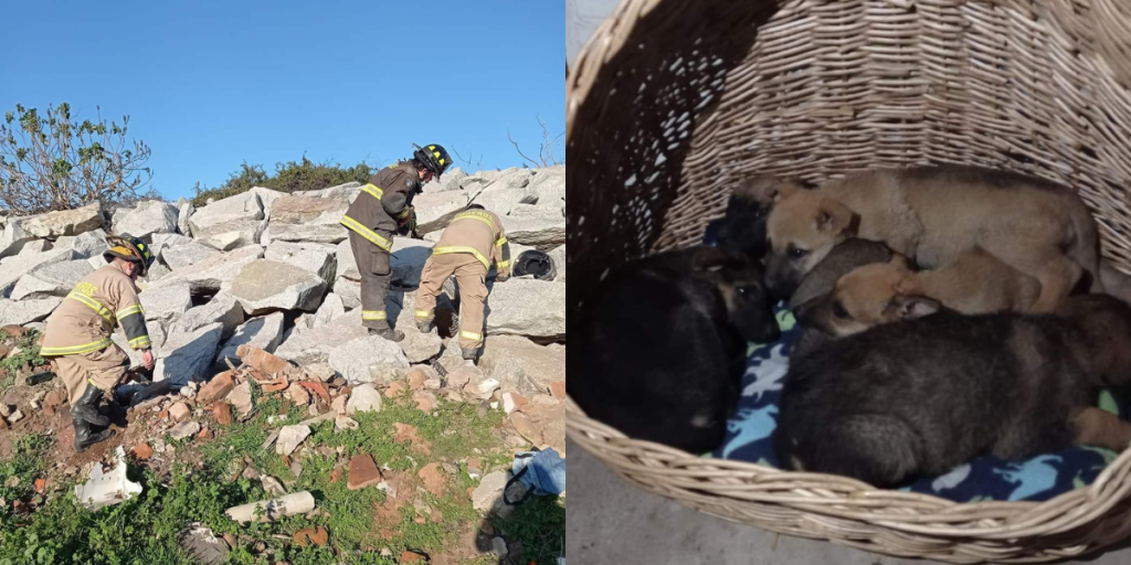 Buscan hogar para cachorros rescatados de la defensa del río Aconcagua en Quillota