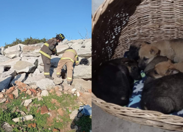 Buscan hogar para cachorros rescatados de la defensa del río Aconcagua en Quillota
