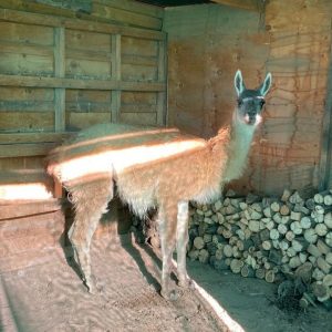 Guanaco juvenil rescatado por el Centro de Rehabilitación Animal de Aconcagua