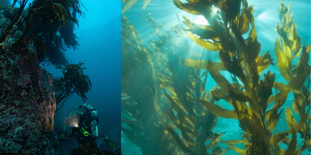 Huiro flotador. Proyecto de repoblación de algas marinas en Pichicuy y Los Molles en La Ligua