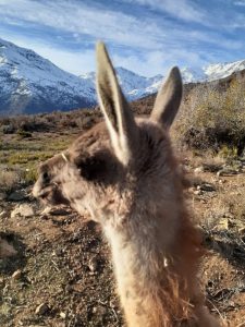 Avistamiento de guanacos en las provincias de Petorca, Los Andes y San Felipe