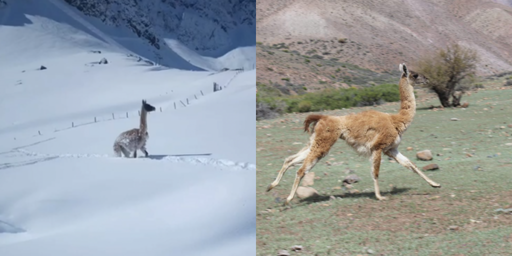 avistamientos de guanacos en la provincia de petorca, san felipe y los andes en el invierno de 2022