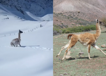 avistamientos de guanacos en la provincia de petorca, san felipe y los andes en el invierno de 2022