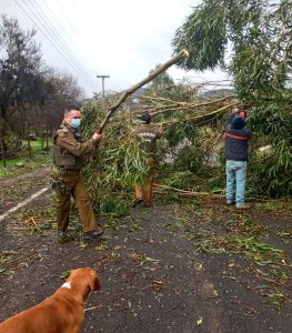 carabineros despeja ramas y árbol en el melón nogales por sistema frontal de 14 de julio de 2022