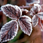 cuidado de plantas y árboles en invierno hojas congeladas por el frío