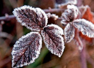 cuidado de plantas y árboles en invierno hojas congeladas por el frío