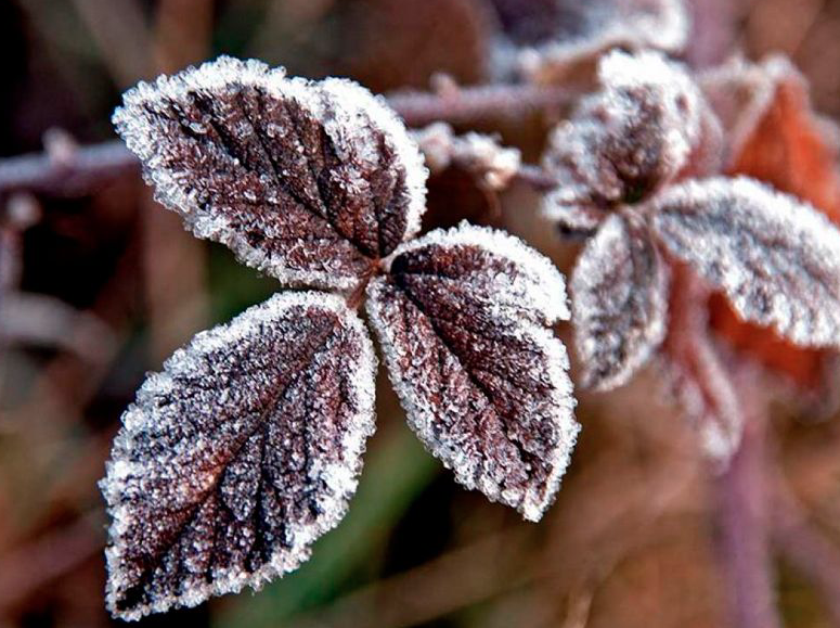cuidado de plantas y árboles en invierno hojas congeladas por el frío