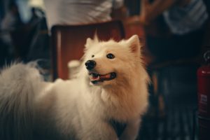 Samoyedo